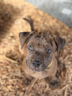 rottweiler mix welpen abgabebereit