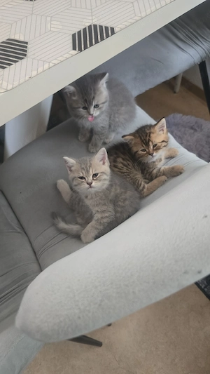 Britisch-Kurzhaar-Katzen