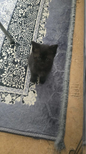 Baby Katze