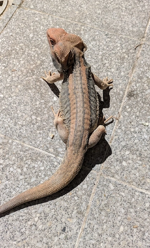 Bartagame Thunderbolt Hypo Translucent het zero  1.0 