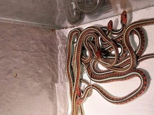 Thamnophis sirtalis infernalis und Thamnophis radix albino Iowa snow von 2026 abzugeben 