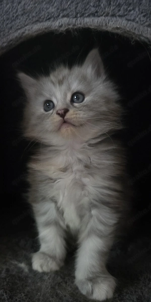 Reinrassige Maine Coon Prinzessin