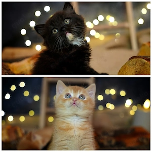 BKH Kitten mit Stammbaum 