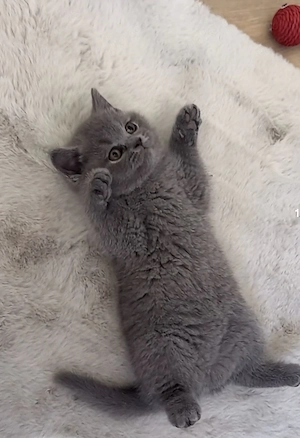 BKH Kitten Reinrassige  