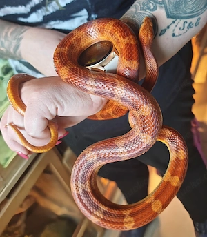 Männliche Kornnatter Hypo motley