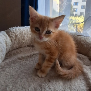 Bengal  Mix - BKH Kitten