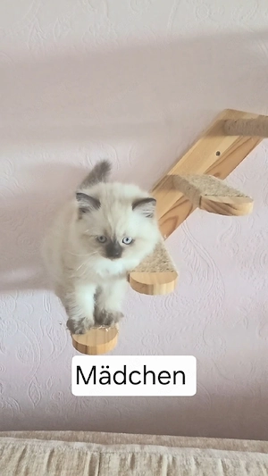 Süße BKH & BLH Kitten geimpft & entwurmt ab 17.10.abzugeben