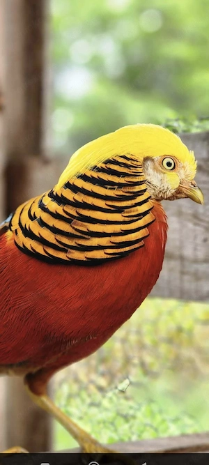 Rote Goldfasane, Fasan , Geflügel, Ziergeflügel