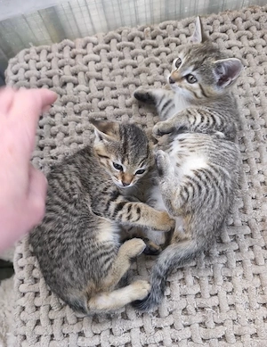 Liebevolle stubenreine Kitten suchen ein neues Zuhause 