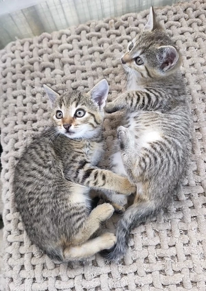 Liebevolle stubenreine Kitten suchen ein neues Zuhause 