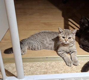 Britisch kurzhaar Kitten 