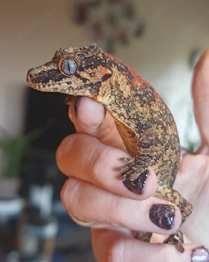 1.0 Rhacodactylus auriculatus Höckerkopfgecko