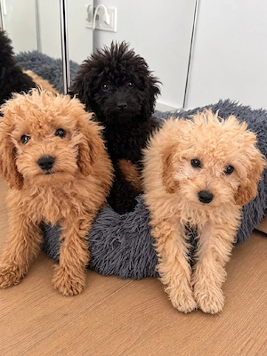 toy pudel zwergpudel welpen abgabebereit havapoo pomeranian zwergspitz maltipoo