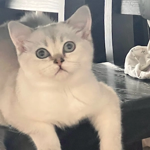 Wunderschöne BKH  Kitten mit großen blauen Augen