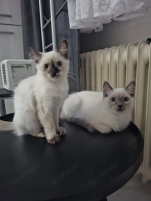 Nur noch zwei Kitten sind frei.!!!