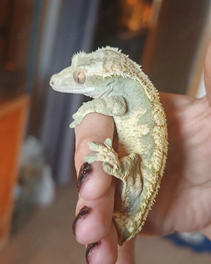 1.0 Kronengecko Correlophus ciliatus (Harlekin   Flame   Cream)