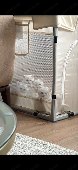    Vier bezaubernde Kitten suchen liebevolles Zuhause 