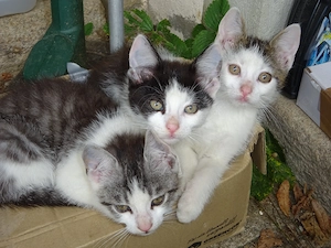 Zahme Katzenbabys