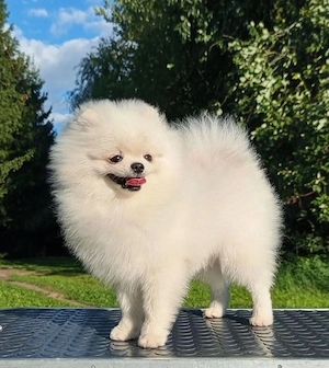 Schneeweißer Pomeranian sucht ein neues Zuhause und die liebevollsten Hände