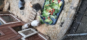 Junge Meerschweinchen Böcke 8 wochen alt Lykra Rosettenmix