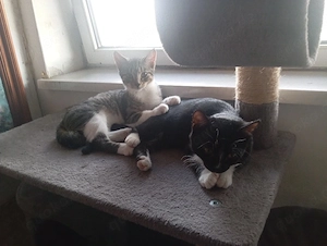 2 kater abzugeben 