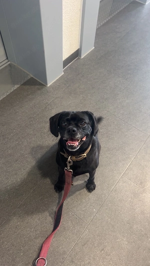 Cocker Spaniel Mops Mix Layla sucht dringend eine neue Familie