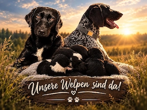  Labradormix-Welpen 