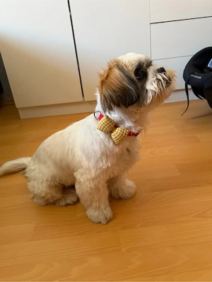 Shih-Tzu hunde 