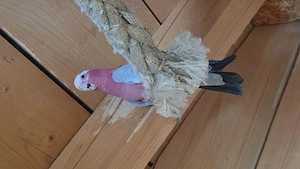 Rosakakadu Zuchtpaar aus Juni Juli 2019
