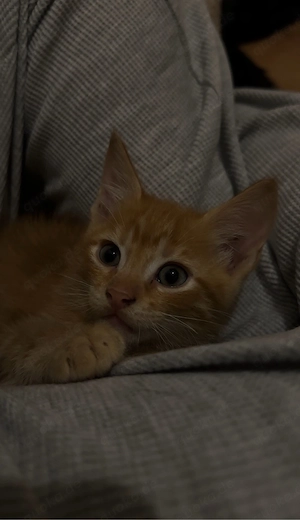 5 kleine kitten suchen noch ihr zuhause