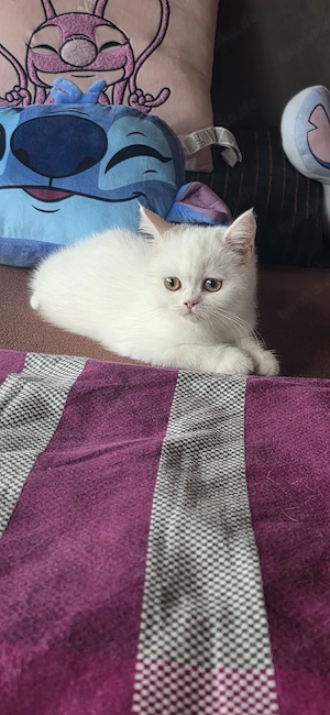 Exotic Shorthair Kitten Mädchen