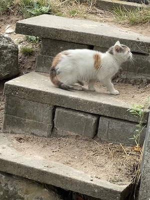 Kleine Katze 15wochen alt abzugeben 