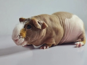 Skinny Pig Meerschweinchen Bock