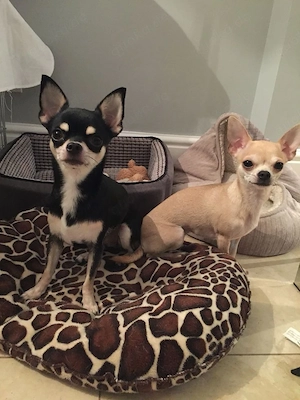 Liebevoller Chihuahua-Welpe sucht ein neues Zuhause