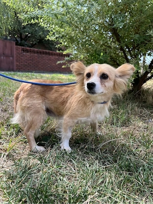 Alma, 6 kg schwer sucht ein zuhause 