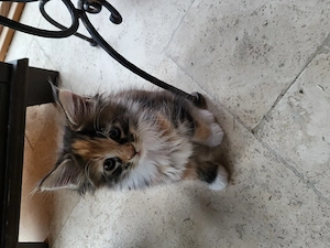 Main Coon Mädchen abzugeben