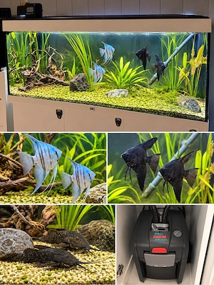 Aqarium abzugeben 