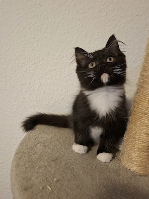 Maine Coon Ragdoll Mix Kitten, Babykatzen, Katzenbabys, cats, Kätzchen