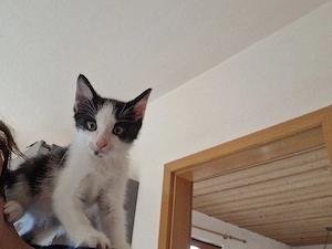 babykatzen 12 wochen