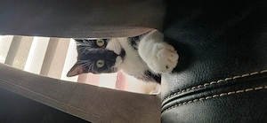 Wir suchen ein Kitten für Loki