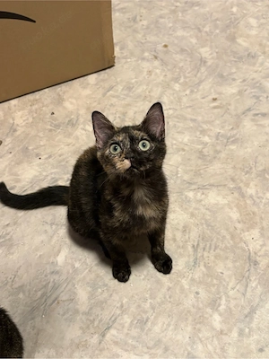 Katzenbabys, 1 Katze, 1 Kater
