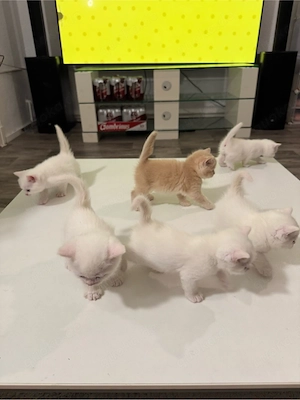 6 süße BKH-Kitten suchen ein liebevolles Zuhause