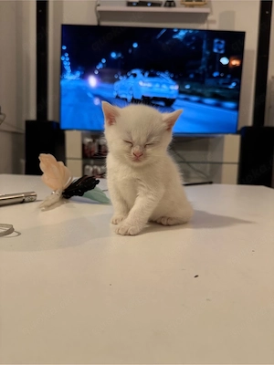 6 süße BKH-Kitten suchen ein liebevolles Zuhause