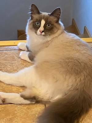 Reinrassige Ragdoll Kitten 