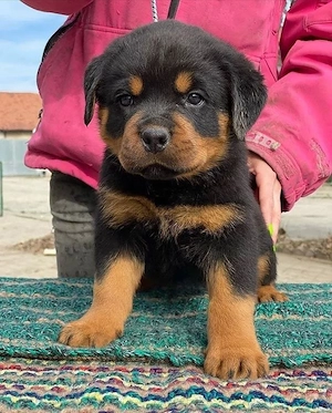 Rottweiler Welpen ,reinrassig, liebevoll aufgezogen