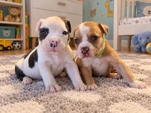 Old English Bulldog Welpen