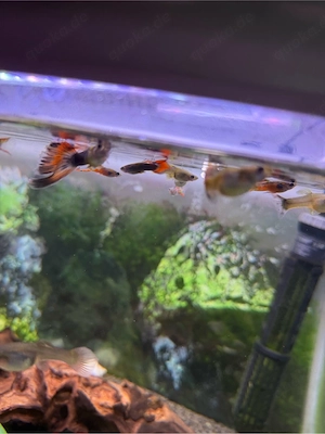 Guppys verschiedene größen