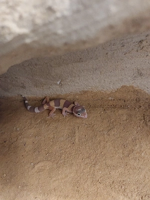 Leopardgeckos 