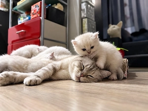 Britisch Kurzhaar Langhaar Kitten  reservieren! 