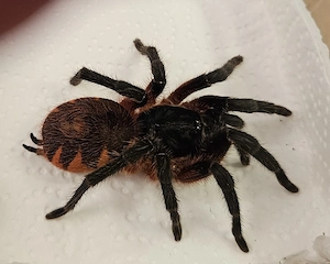 Davus sp panama Cyriocosmus ritae 